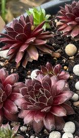 Sempervivum “Havendijker Teufel”