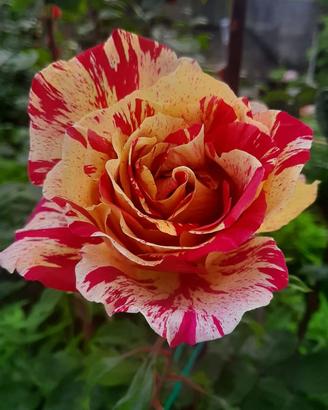 PIANTE DI ROSA