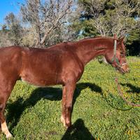 Cavallo arabo