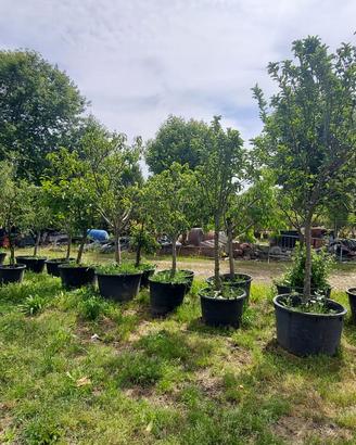 alberi da frutto