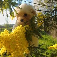 Cucciola maltese