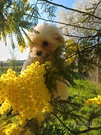 Cucciola maltese