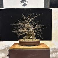 Bonsai olmo