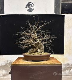 Bonsai olmo