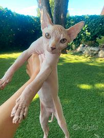Gatti Sphynx