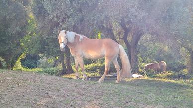 Cavalla HAFLINGER certificata