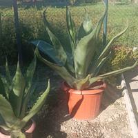 Agave adulte