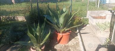 Agave adulte