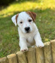 Cucciola jack russell