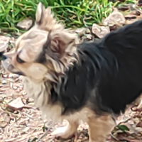 Chihuahua con rimborso spese