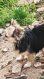 Chihuahua con rimborso spese