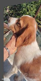 cuccioli di Breton 