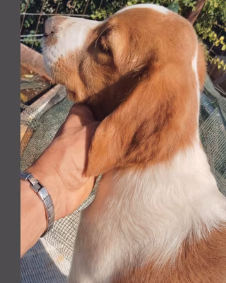 cuccioli di Breton 
