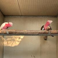 Cacatua ed altri pappagalli