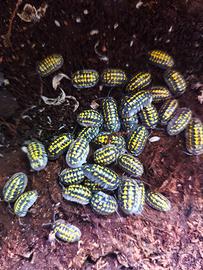 Isopodi Armadillidium gestroi