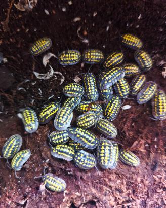 Isopodi Armadillidium gestroi