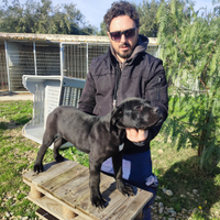 Cane Corso