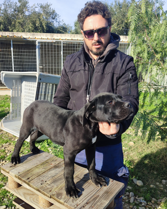 Cane Corso
