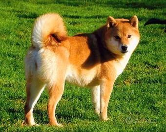 Meravigliosa Shiba