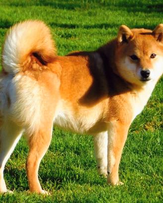 Meravigliosa Shiba