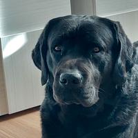 Labrador femmina per accoppiamento