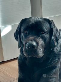 Labrador femmina per accoppiamento