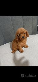 Barboncino Toy Red