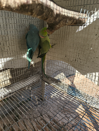 Coppia parrocchetti dal collare