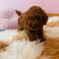 Cuccioli di barboncino Toy Red
