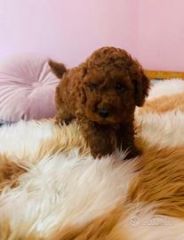 Cuccioli di barboncino Toy Red