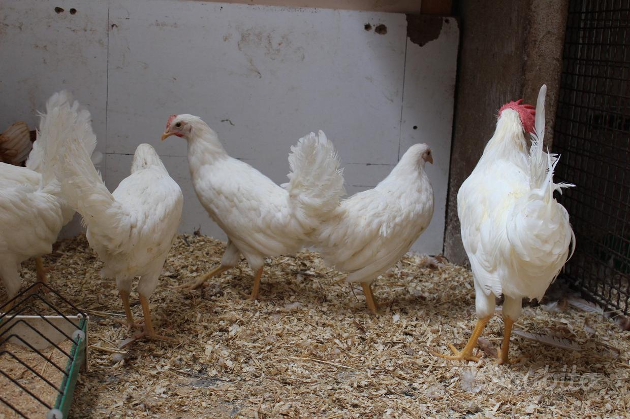 Galline ovaiole - Regalo e vendita animali in Campania 