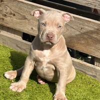 Ultimo cucciolo pitbull