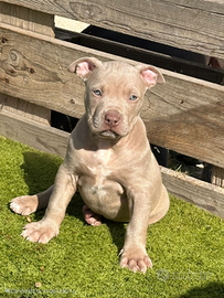 Ultimo cucciolo pitbull