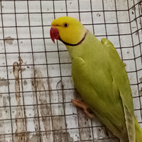 Pulli di parrocchetto dal collare