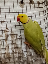 Pulli di parrocchetto dal collare