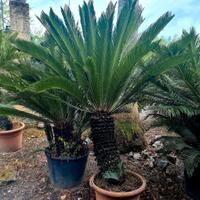 Cycas