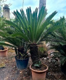 Cycas