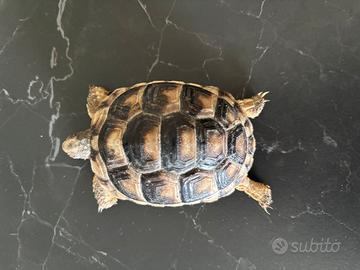 Tartaruga di terra