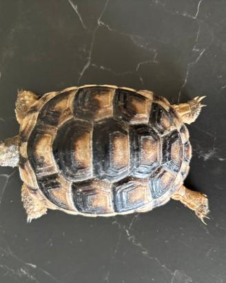 Tartaruga di terra