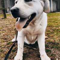 Disponibile solo più 1 cucciolo labrador