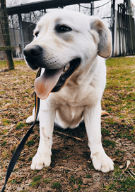 Disponibili 2 cuccioli labrador