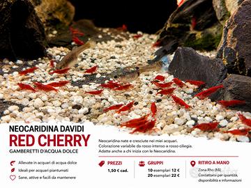 Neocaridine Red cherry