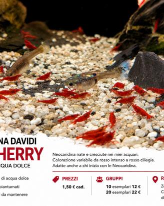 Neocaridine Red cherry