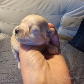 Maltipoo