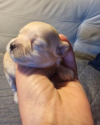 Maltipoo