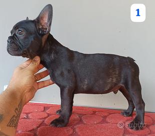 Bouledogue Francese cuccioli con pedigree