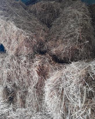 S. Teresa Gallura fiena da campo