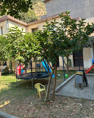 Albero guava