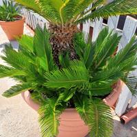 cycas in vaso