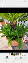 cycas in vaso